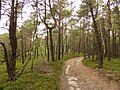 image=https://commons.wikimedia.org/wiki/File:Wanderweg_Hoiberhügel.jpg