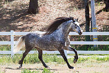 Warlander Horse.jpeg