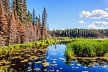 Lake with green grass, coniferous trees, reflection in the water, blue sky and white clouds on a summer day