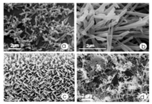 Wax morphologies visualized with SEM: wax tubules dominated by nonacosan-10-ol on a Thalictrum flavum glaucum L. (Desf.) leaf in (a), tubules dominated by b-diketones of a Eucalyptus gunnii Hook leaf in (b), leaf wax of Triticum aestivum 'Naturastar' in (c), and rodlets demonstrating terminal dendritic branching composed of a complex mixture of several compounds on a Brassica oleracea L. leaf in (d). Wax morphologies.png