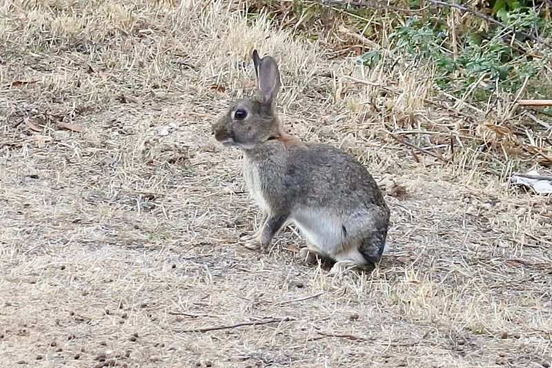 File:Well, hmm, just a rabbit (30310295265).jpg