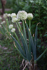 Thumbnail for Allium fistulosum