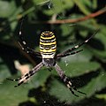 ... Argiope ...