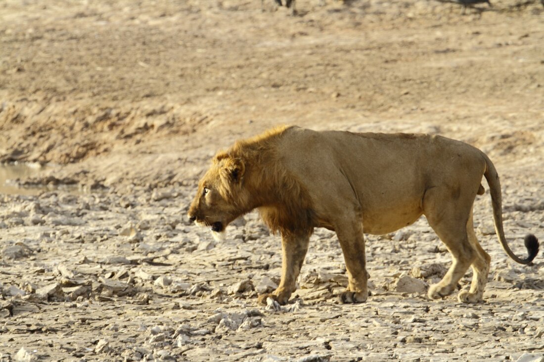 File:West African male lion.jpg