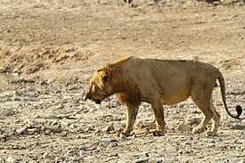 Самец сенегальского льва в национальном парке Пенджари