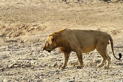 Panthera leo senegalensis