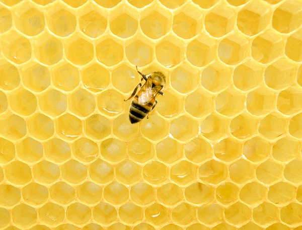 A honeycomb created inside a wooden beehive