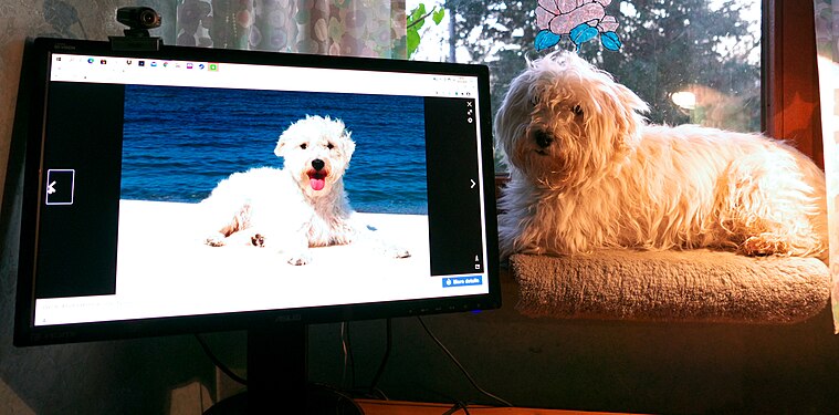 Westiepoo hybrid dog observes Commons work in "lockdown"