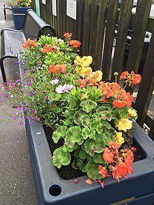 One of the platform planters maintained by the station adopters WhatstandwellPlatformPlanter.jpg