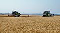 Wheat harvest - Secerisul graului - panoramio.jpg