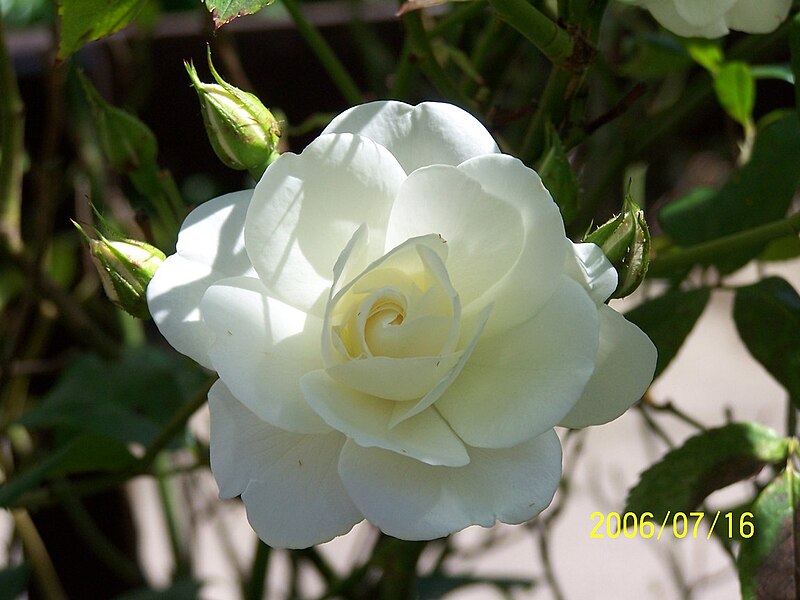 File:White Rose 2.jpg