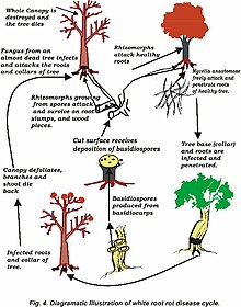 Diagram of white root rot disease cycle White root disease.jpg
