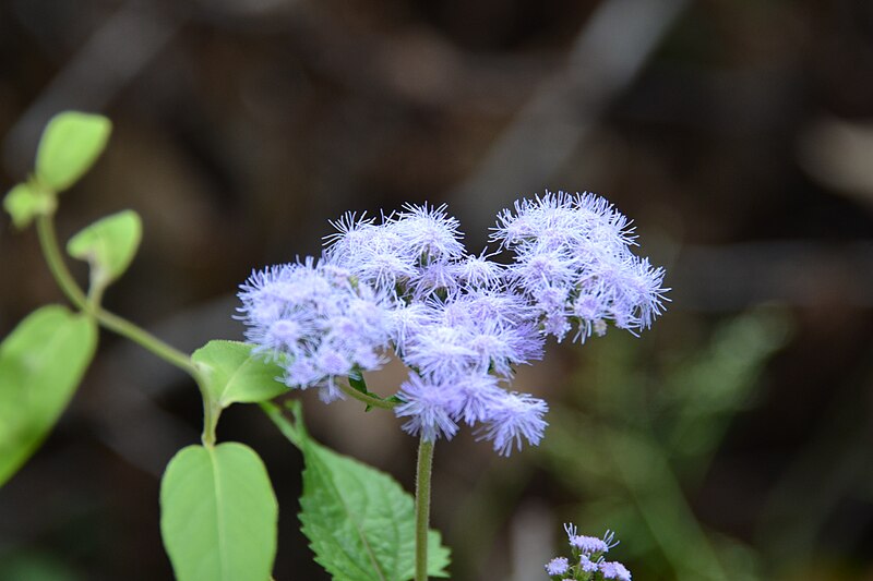 File:Wildflowers (15242265712).jpg