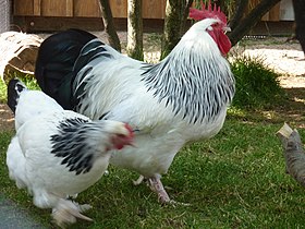 Gallo e gallina di Sundheim