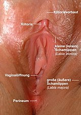 Womans vulva Beschriftung Deutsch - A.jpg