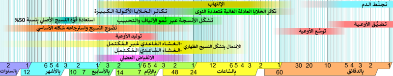 File:Wound healing phases-ar.png