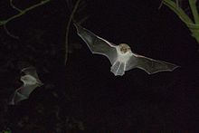 XN Myotis Nattereri 96.jpg