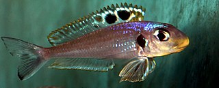 <i>Xenotilapia bathyphila</i> Species of fish