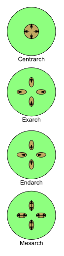 Patterns of xylem development: xylem in brown; arrows show direction of development from protoxylem to metaxylem. Xylem Development.svg