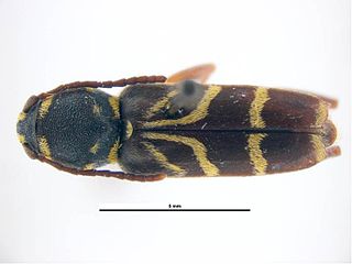 <i>Xylotrechus nitidus</i> Species of beetle