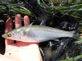 <span class="mw-page-title-main">Yellow-eye mullet</span> Species of fish
