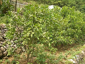 Yiling-District-Grapefruits-4879.jpg