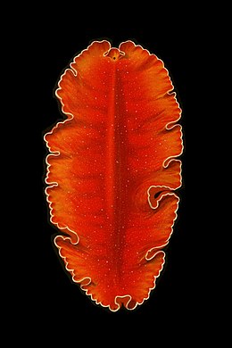 Az ágasbelű örvényféregalakúak Pseudocerotidae családjába tartozó Yungia aurantiaca
