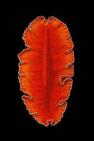 <i>Yungia aurantiaca</i> Species of flatworm