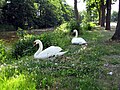 Swans at Langer Trödel