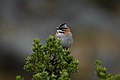 * Nomination Zonotrichia capensis in Quebrada Santa Cruz, Ancash, Peru --Felino Volador 14:40, 6 March 2024 (UTC) * Promotion  Support Good quality. --Екатерина Борисова 03:08, 15 March 2024 (UTC)