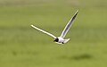 * Nomination Black-headed gull in Irtysh river Floodplain sanctuary. PAvlodar Region, Kazakhstan. By User:Ivan ideia --Красный 04:30, 23 June 2024 (UTC) * Decline  Oppose Head not in focus. Sorry. --Ermell 04:50, 23 June 2024 (UTC)