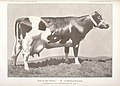 "Salo de Kol Pontiac", vache Holstein-Friesian (27822622896).jpg