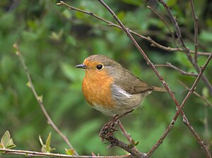 Eŭropa ruĝgorĝulo (Erithacus rubecula)