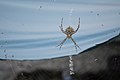 Павук аргіопа на території Джарилгацького національного природного парку.jpg