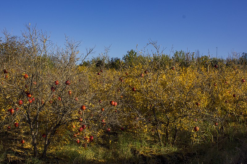 File:انار-باغ انار-Pomegranate-Pomegranate garden 02.jpg