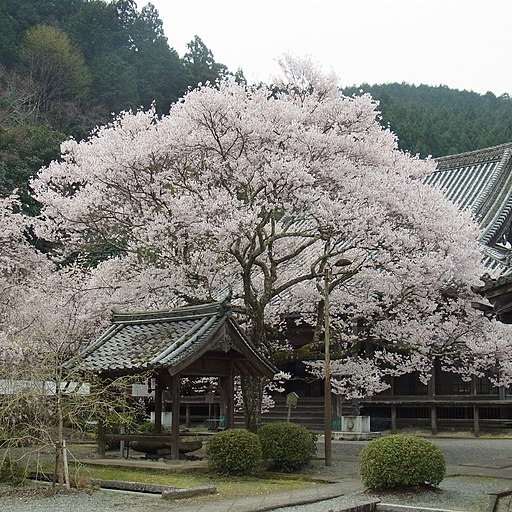 吉野町飯貝 本善寺にて「懐の桜」 Omoi-no-sakura 2012.4.10 - panoramio