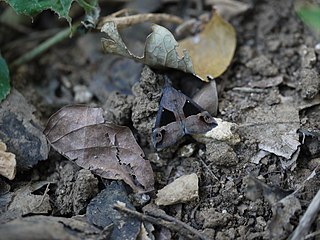 <i>Dichromia pullata</i> Species of moth