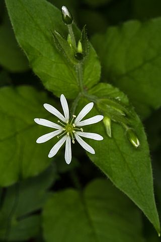 <i>Stellaria nemorum</i> Species of flowering plant in the carnation family Caryophyllaceae