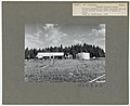 1950. Portland Transport Co. tanker unloading DDT into 10,500 gallon storage tanks at Meacham air strip. Western spruce budworm control project. Umatilla National Forest, Oregon. (32072838203).jpg