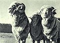 1963-01 1963年 新疆细毛羊.jpg