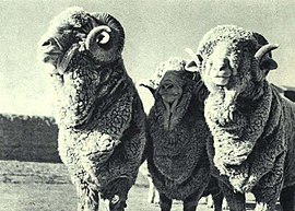 1963-01 1963年 新疆细毛羊.jpg