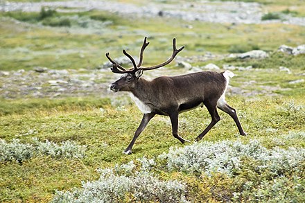 A Swedish reindeer walking