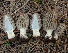 2011-05-06 Morchella frustrata M.Kuo 145786.jpg