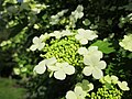 Gewöhnlicher Schneeball (Viburnum opulus)