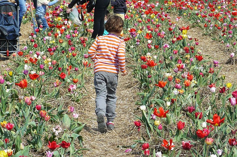 File:2015 International Tulipa Fair, Chrzypsko Wielkie (9).JPG
