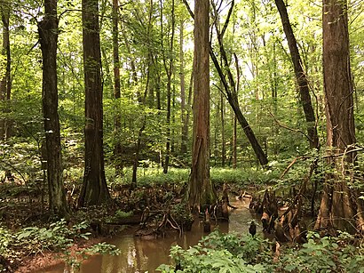 How to get to Battle Creek Cypress Swamp with public transit - About the place