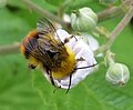 Kleine Hummel (viel Gelb)