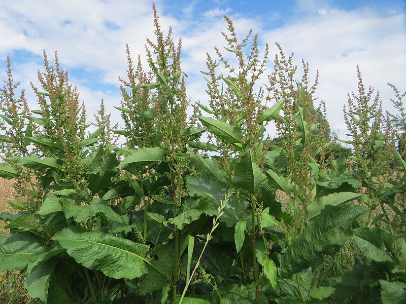 File:20170609Rumex obtusifolius.jpg