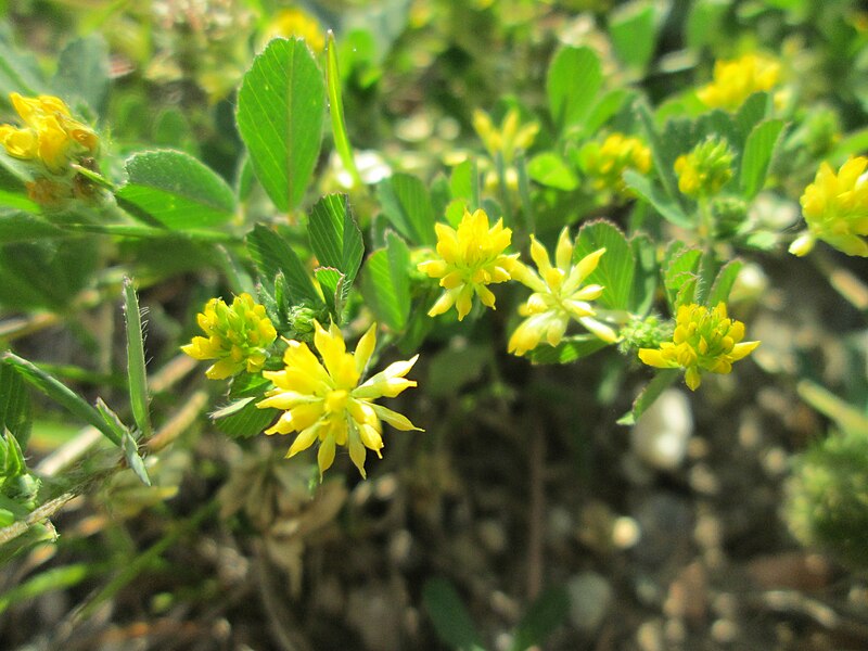 File:20180505Trifolium dubium4.jpg