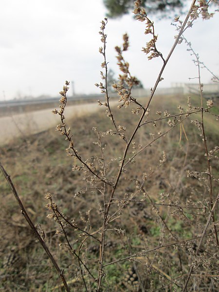 File:20190221Artemisia campestris3.jpg